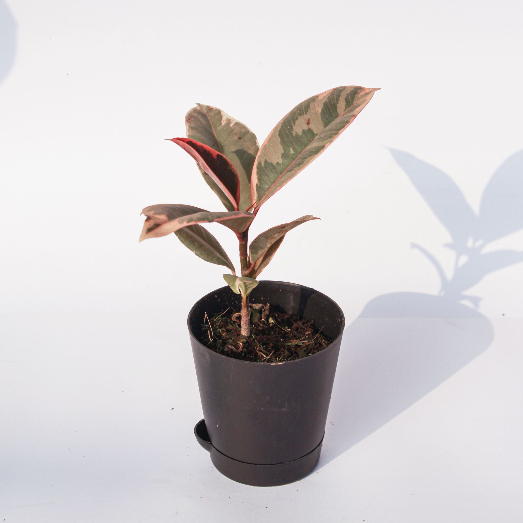 Rubber Vareigated in 4 Inch Black Florence Self Watering Pot