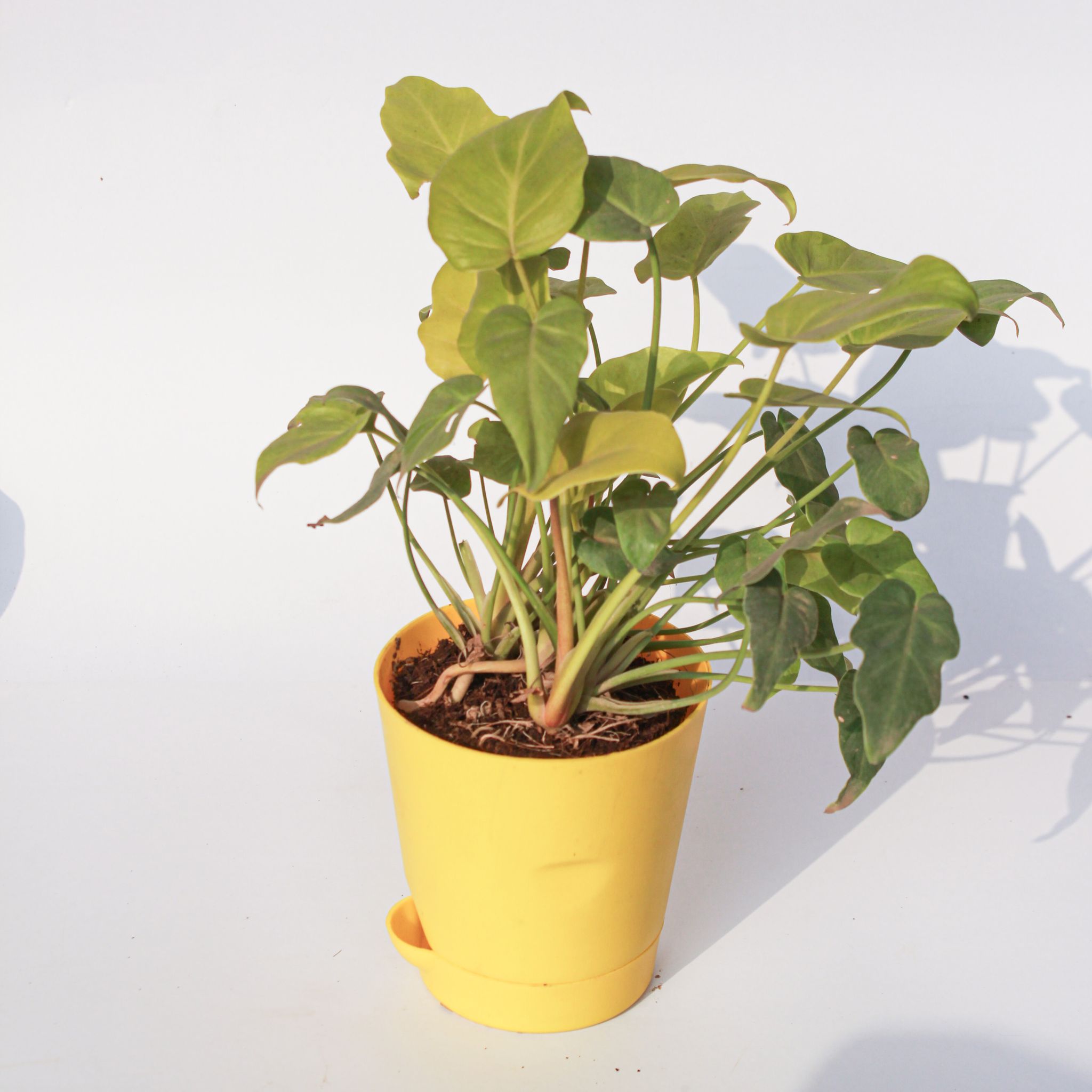 Xanadu Golden in 4 Inch Yellow Florence Self Watering Pot