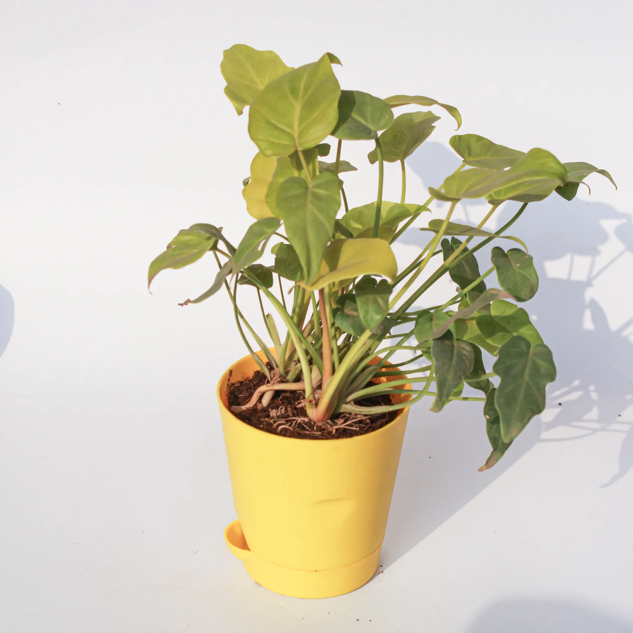 Xanadu Golden in 4 Inch Yellow Florence Self Watering Pot