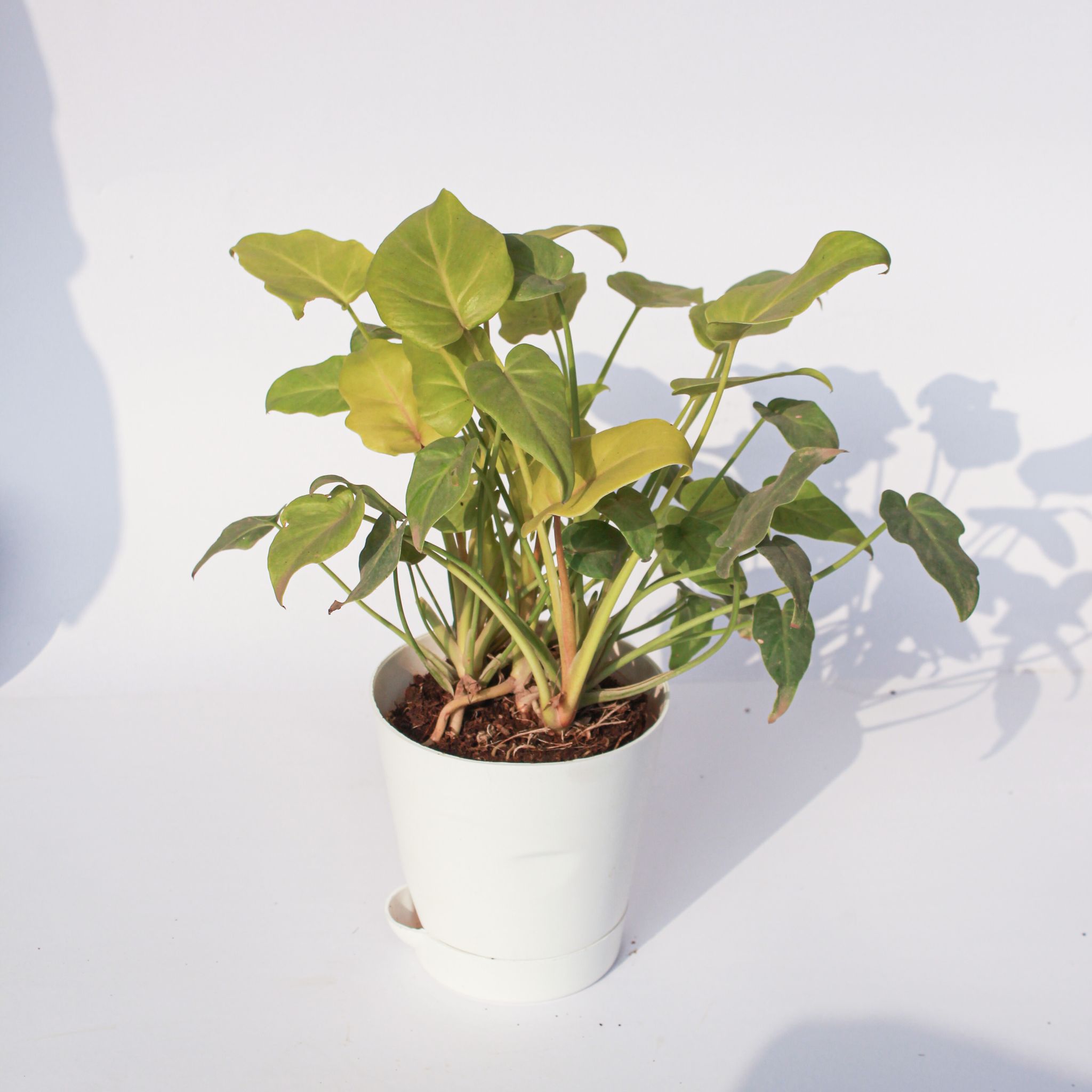 Xanadu Golden in 4 Inch White Florence Self Watering Pot