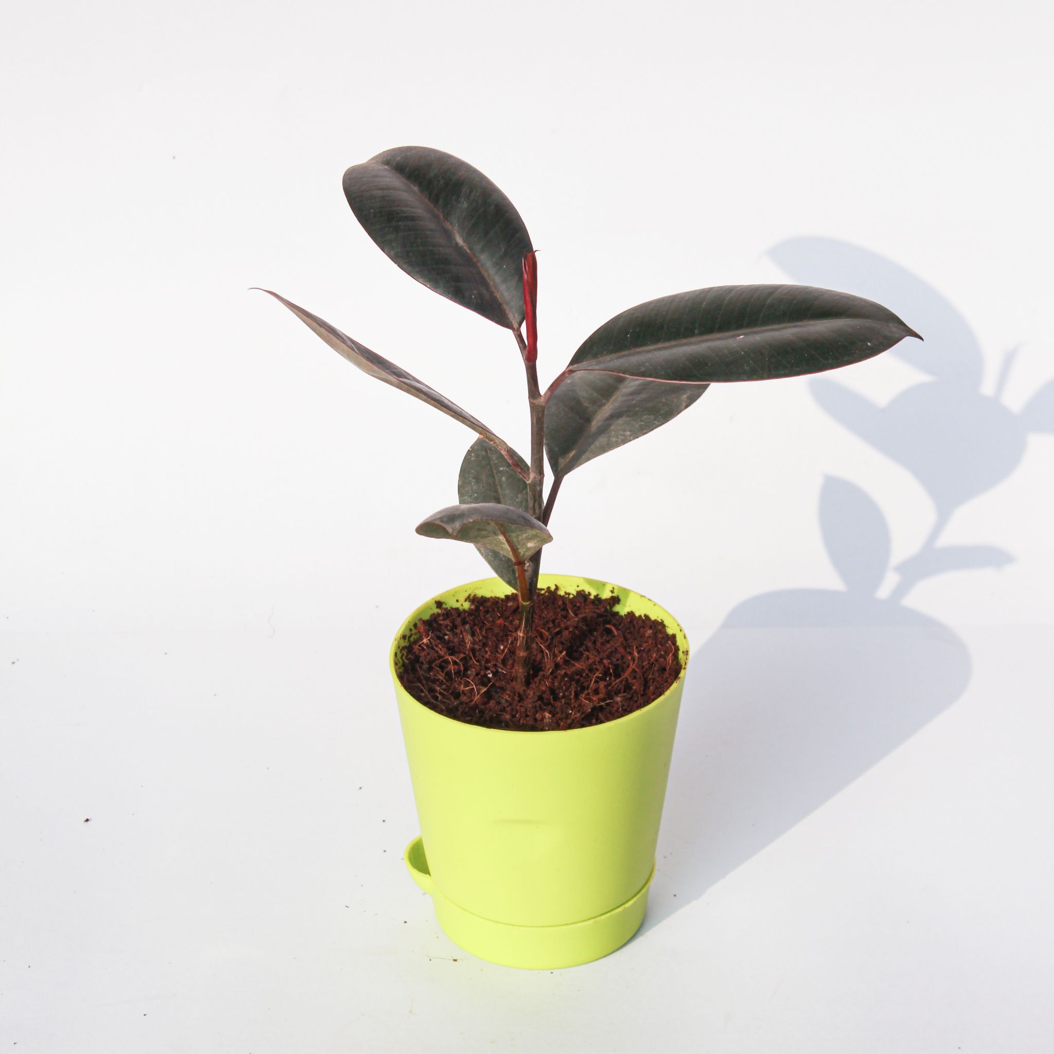 Rubber Black in 4 Inch Green Florence Self Watering Pot