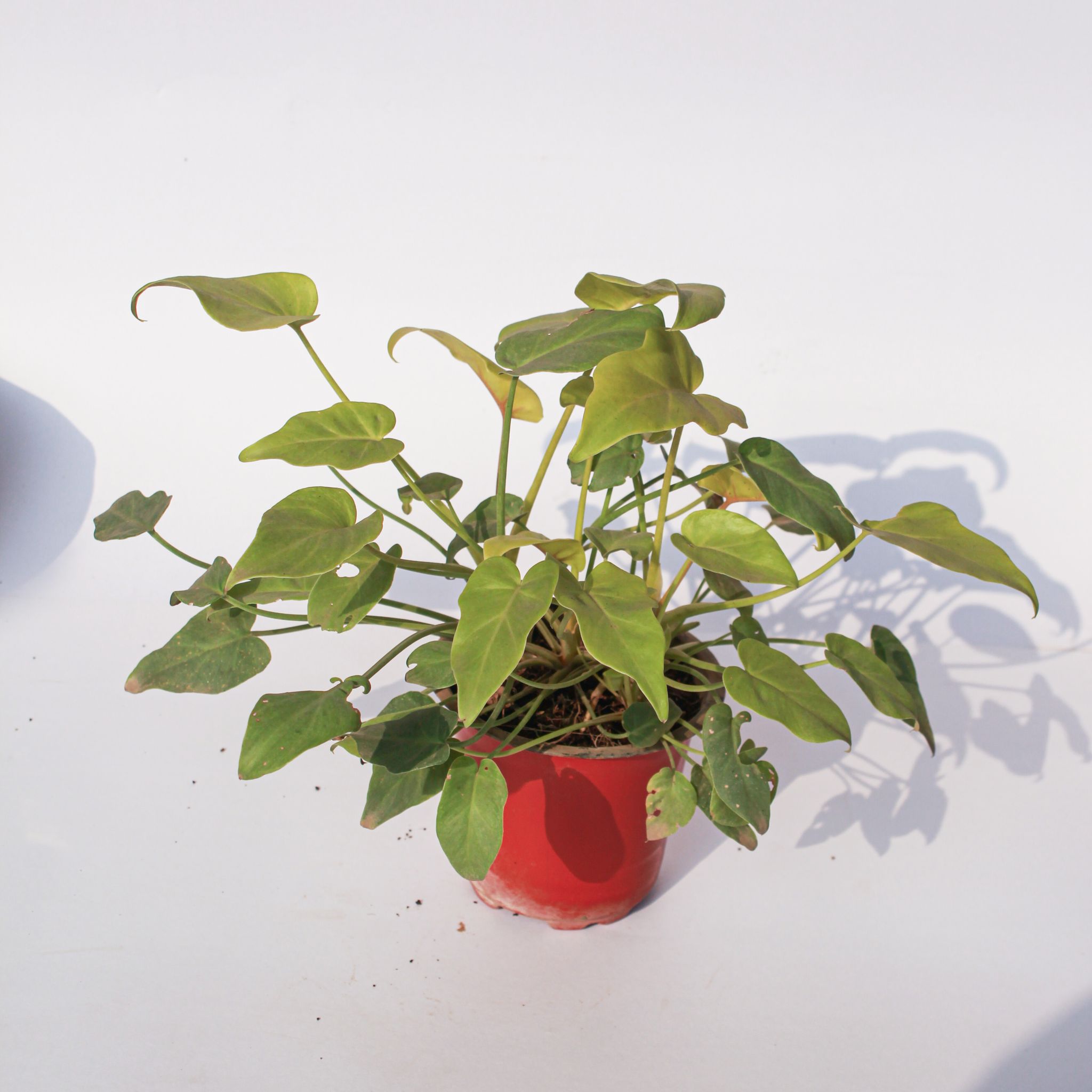 Xanadu Golden in 4 Inch Nursery Pot