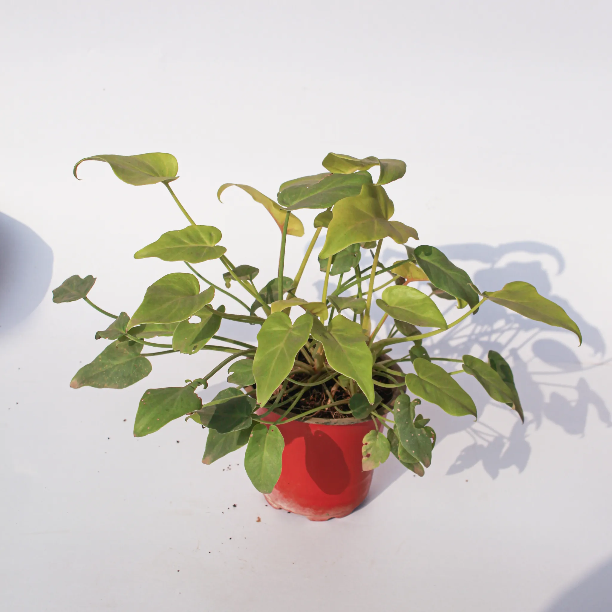 Xanadu Golden in 4 Inch Nursery Pot