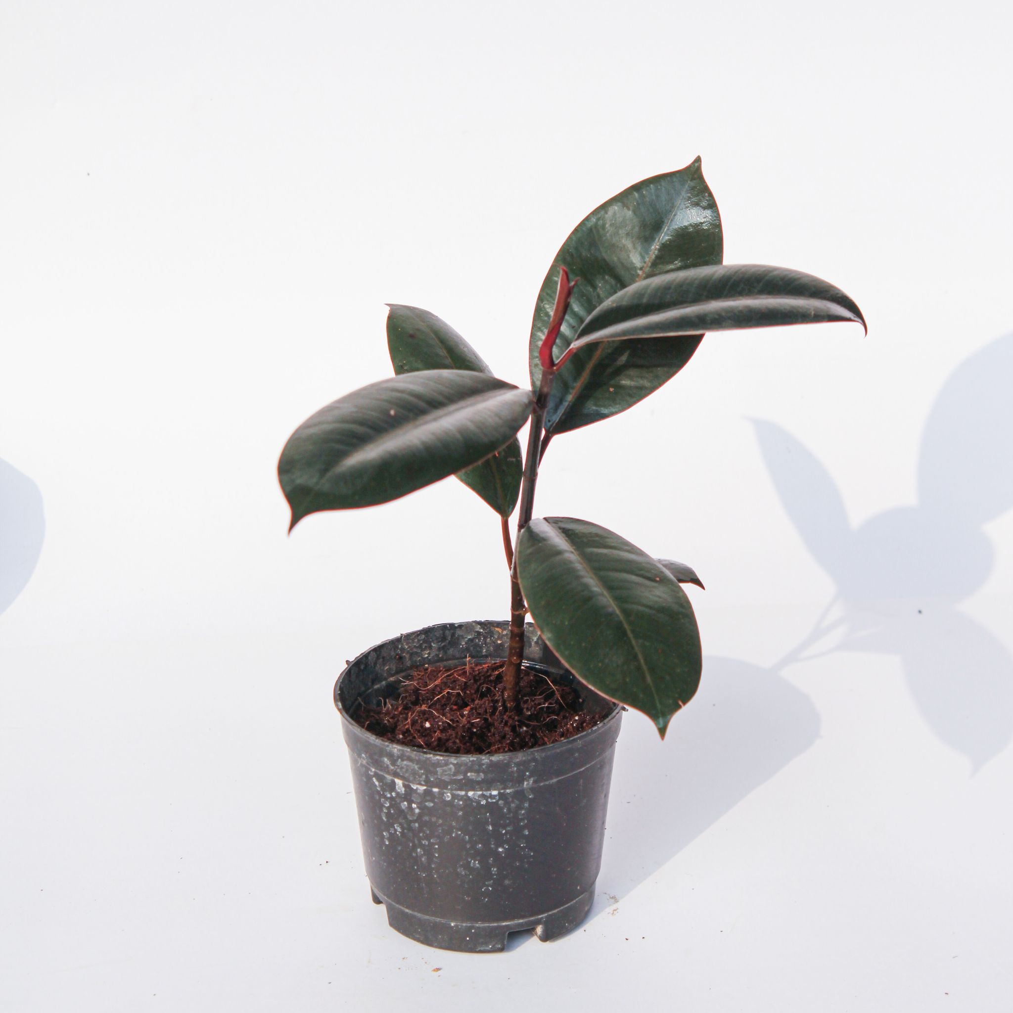 Rubber Black in 4 Inch Nursery Pot