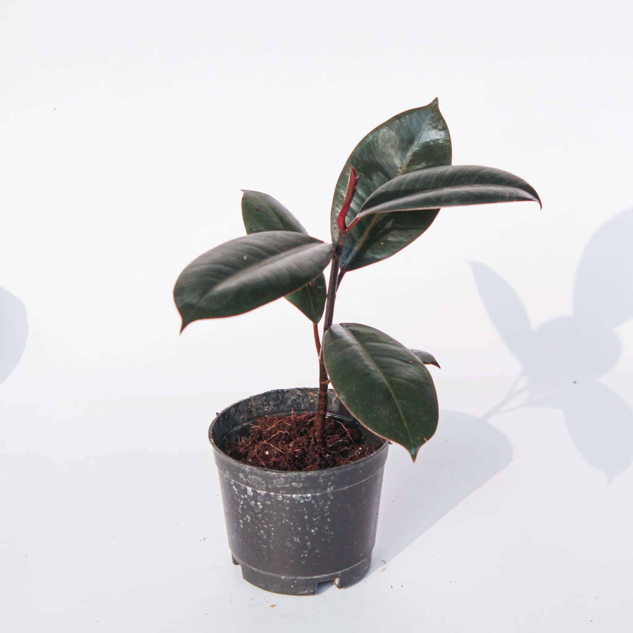 Rubber Black in 4 Inch Nursery Pot