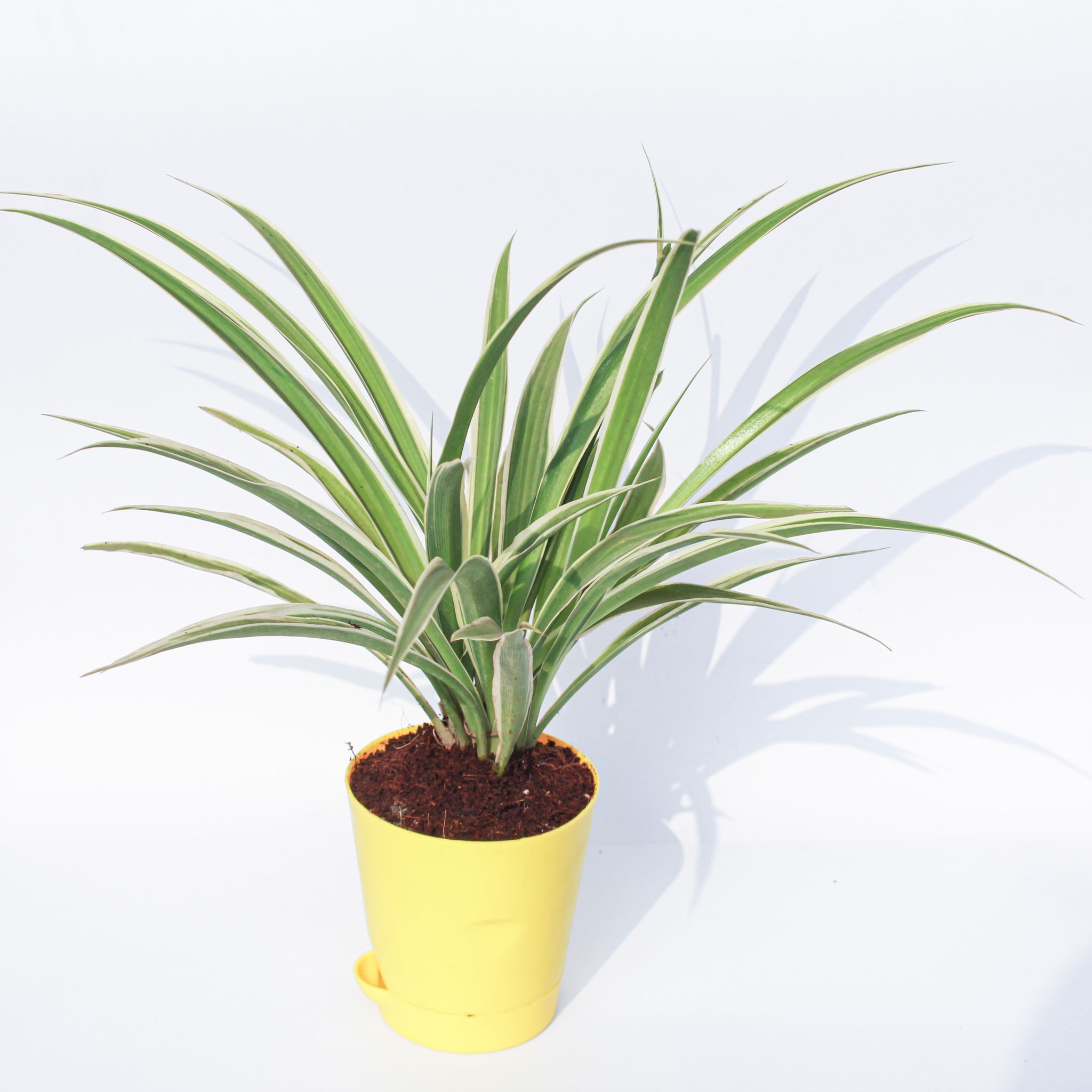 Spider in 4 Inch Yellow Florence Self Watering Pot
