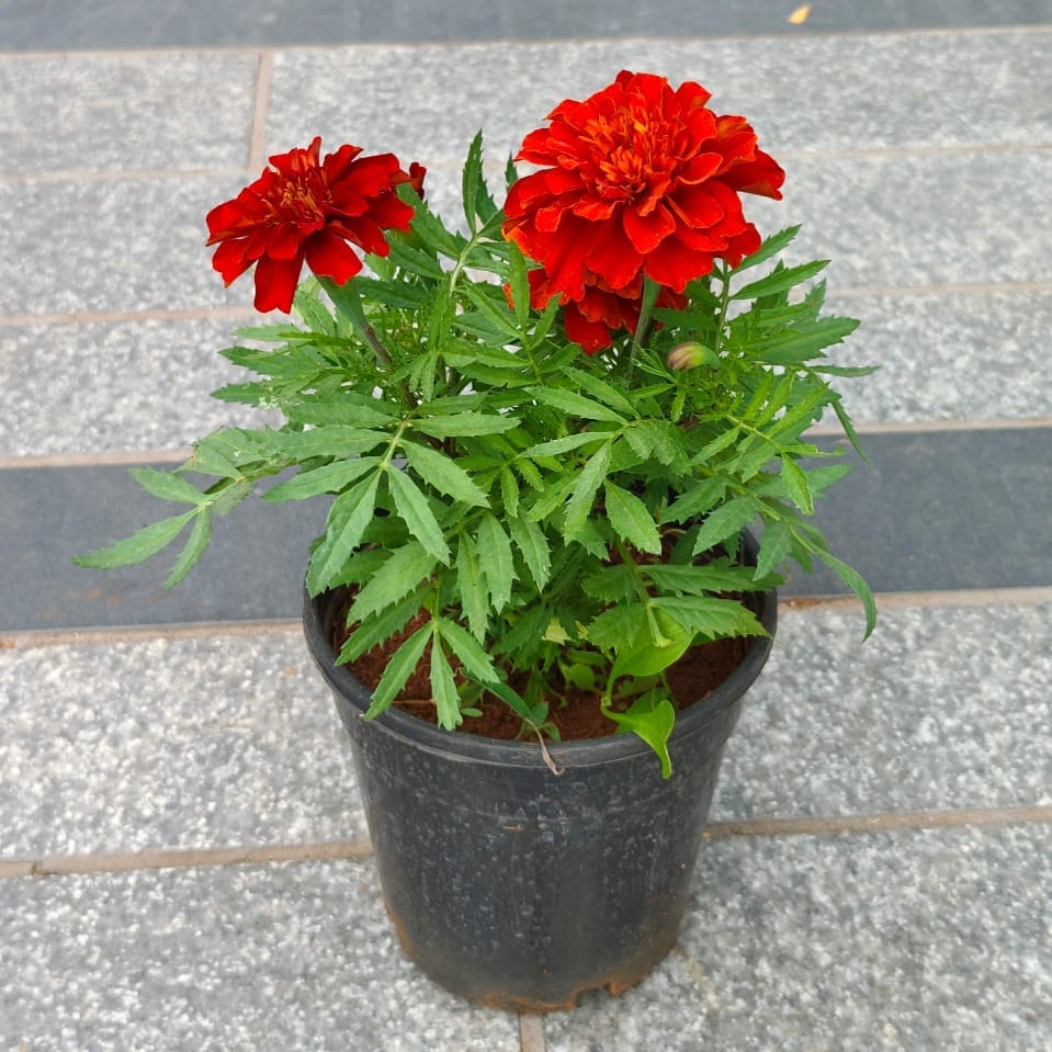 Marigold / Genda Red in 4 Inch Nursery Pot