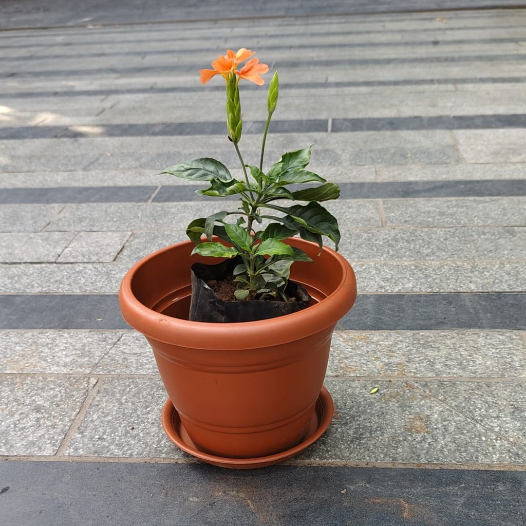 Buy Crossandra / Kanakambaram Orange in 7 Inch Classy Red Plastic Pot with Tray Online | Urvann.com Crossandra / Kanakambaram Orange in 7 Inch Classy Red Plastic Pot with Tray