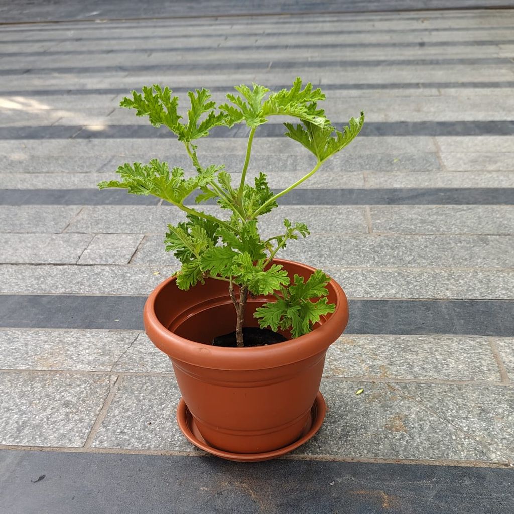 Buy Celery / Paneer Patra in 7 Inch Classy Red Plastic Pot with Tray Online | Urvann.com Celery / Paneer Patra in 7 Inch Classy Red Plastic Pot with Tray