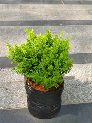 Buy Aspara Mary Grass in 5 Inch Nursery Bag Online | Urvann.com