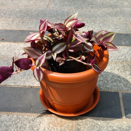 Buy Wandering Jew in 7 Inch Classy Red Plastic Pot with Tray Online | Urvann.com