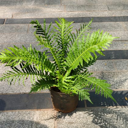 Buy Fern Green in 5 Inch Nursery Pot Online | Urvann.com