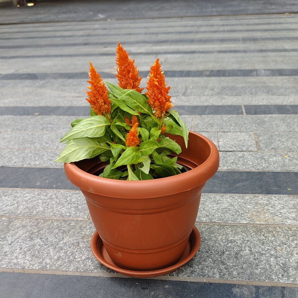 Buy Cockscomb Orange in 7 Inch Classy Red Plastic Pot with Tray Online | Urvann.com Cockscomb Orange in 7 Inch Classy Red Plastic Pot with Tray