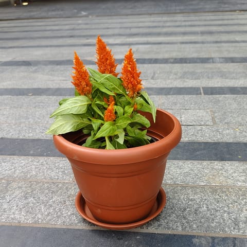 Cockscomb Orange in 7 Inch Classy Red Plastic Pot with Tray