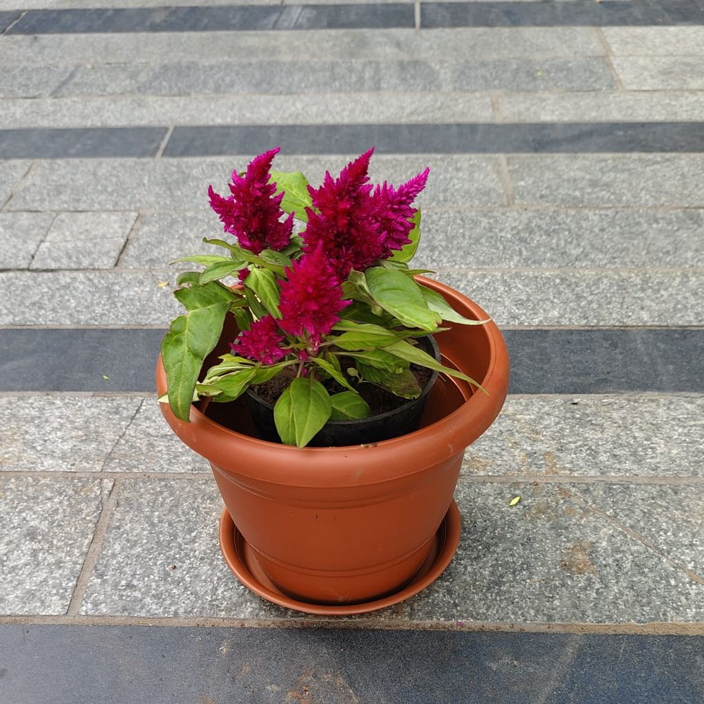 Buy Cockscomb Pink in 7 Inch Classy Red Plastic Pot with Tray Online | Urvann.com Cockscomb Pink in 7 Inch Classy Red Plastic Pot with Tray