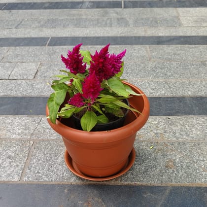 Buy Cockscomb Pink in 7 Inch Classy Red Plastic Pot with Tray Online | Urvann.com