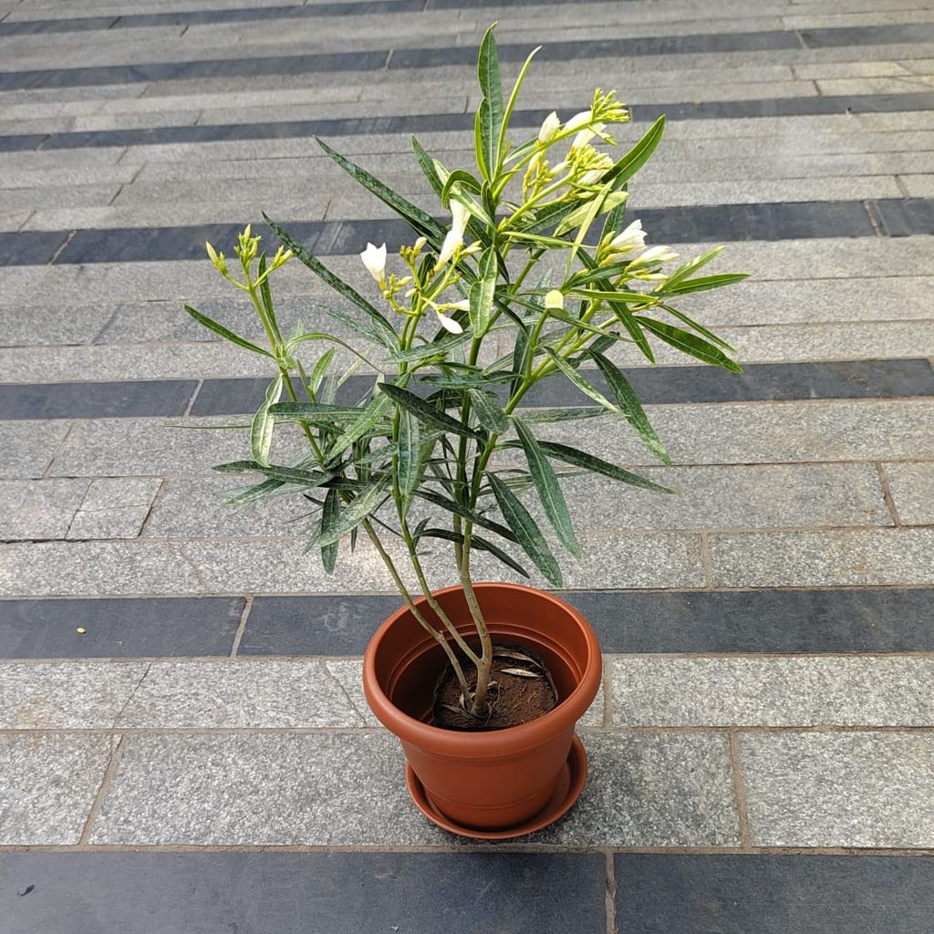 Kaner / Oleander White in 7 Inch Classy Red Plastic Pot with Tray