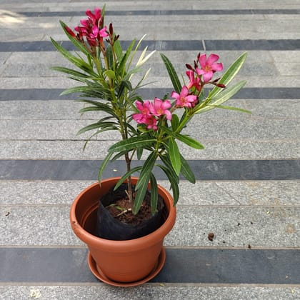 Buy Kaner / Oleander Pink in 7 Inch Classy Red Plastic Pot with Tray Online | Urvann.com