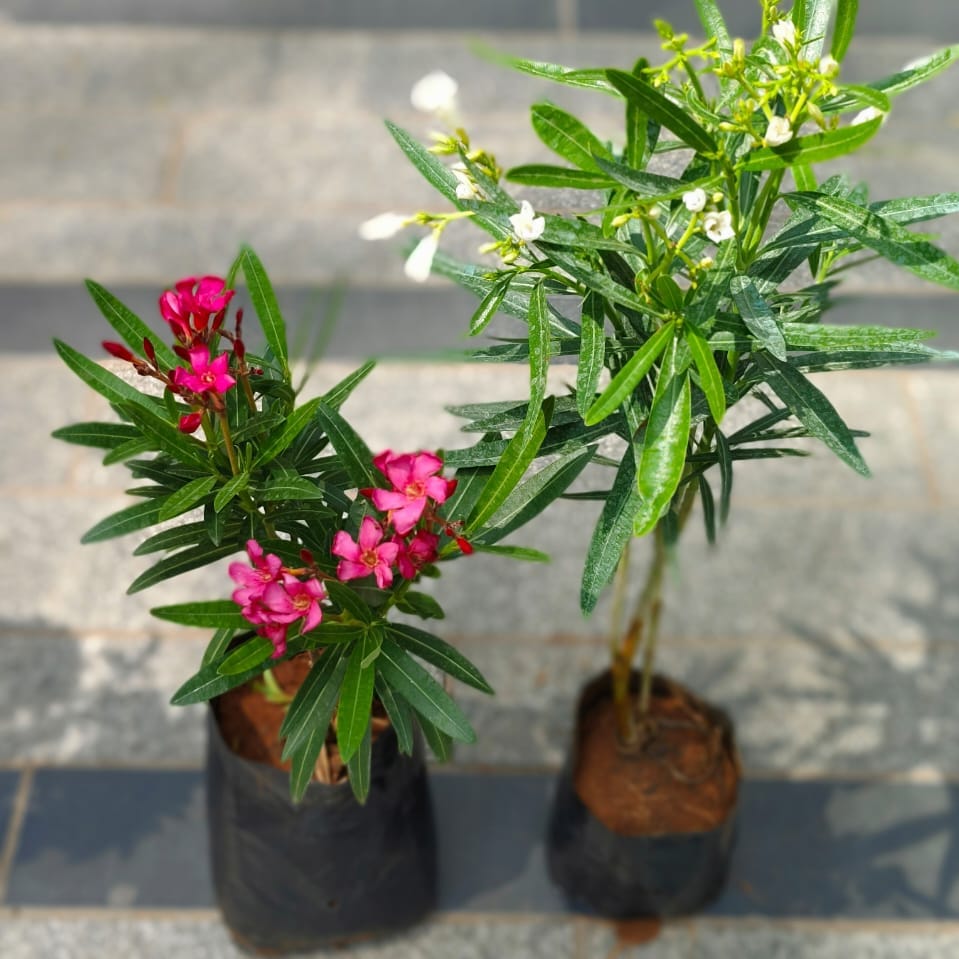 Set of 2 - Kaner / Oleander (Pink & White) in 4 Inch Nursery Bag
