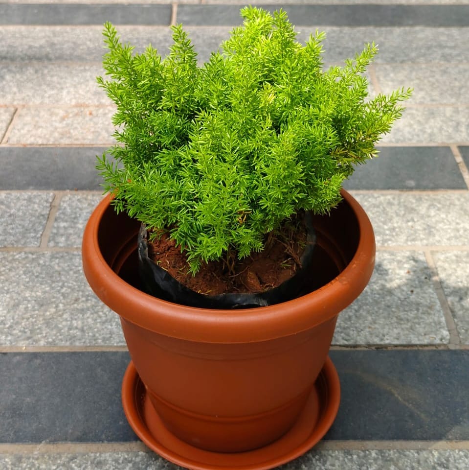 Aspara Mary Grass in 7 Inch Classy Red Plastic Pot with Tray