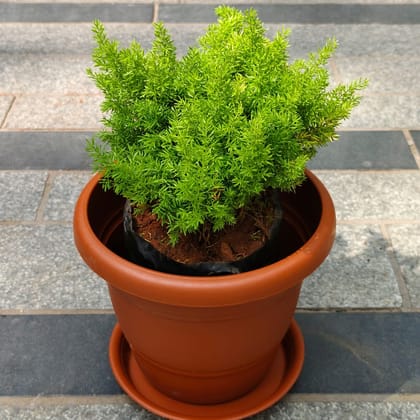 Buy Aspara Mary Grass in 7 Inch Classy Red Plastic Pot with Tray Online | Urvann.com
