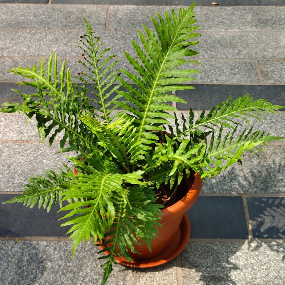 Fern Green in 7 Inch Classy Red Plastic Pot with Tray