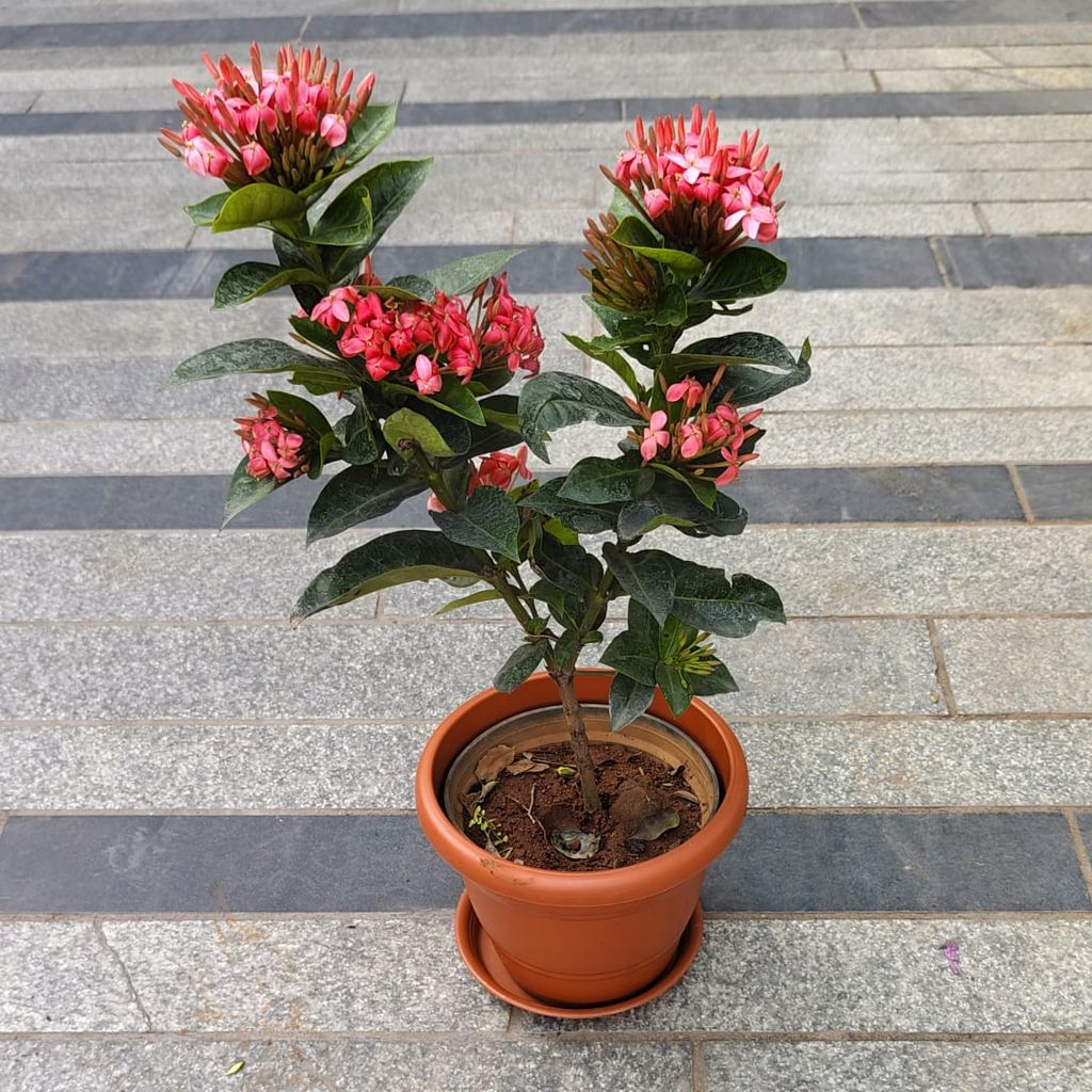 Ixora Pink in 7 Inch Classy Red Plastic Pot with Tray