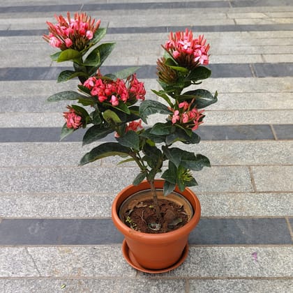 Buy Ixora Pink in 7 Inch Classy Red Plastic Pot with Tray Online | Urvann.com