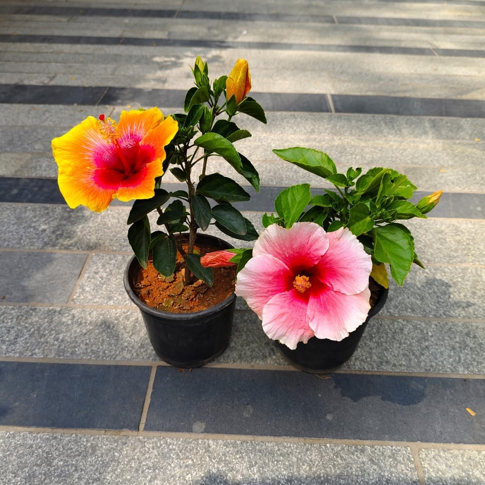 Set of 2 - Hibiscus Dwarf (Yellow & Pink) in 5 Inch Nursery Bag