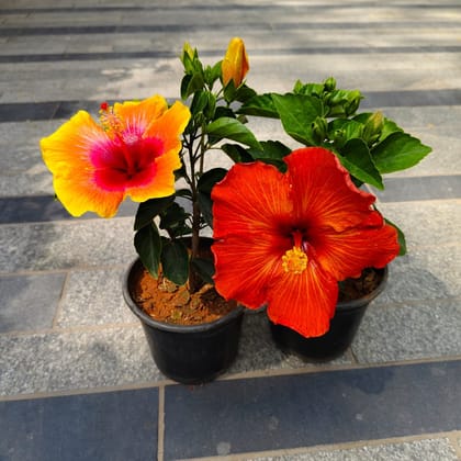 Buy Set of 2 - Hibiscus Dwarf (Orange & Yellow) in 5 Inch Nursery Bag Online | Urvann.com