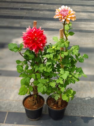 Buy Set of 2 - Dahlia Dwarf (any colour) in 5 Inch Nursery Pot Online | Urvann.com