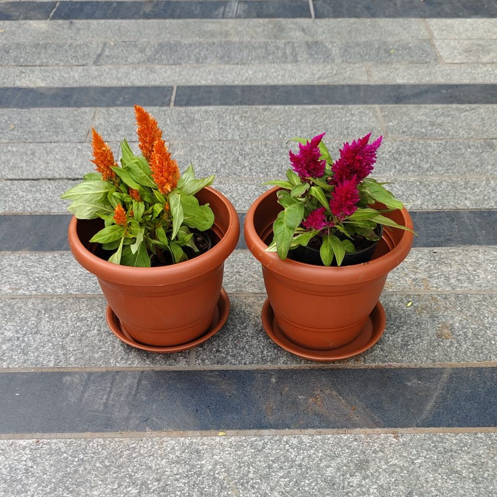 Buy Set of 2 - Cockscomb (Orange & Pink) in 7 Inch Classy Red Plastic Pot with Tray Online | Urvann.com Set of 2 - Cockscomb (Orange & Pink) in 7 Inch Classy Red Plastic Pot with Tray