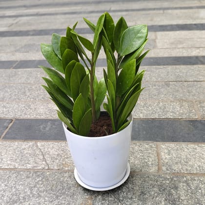Buy Zz Green in 5 Inch White Premium Sphere Plastic Pot with Tray Online | Urvann.com