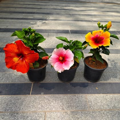 Buy Set of 3 - Hibiscus Dwarf (any colour) in 5 Inch Nursery Bag Online | Urvann.com