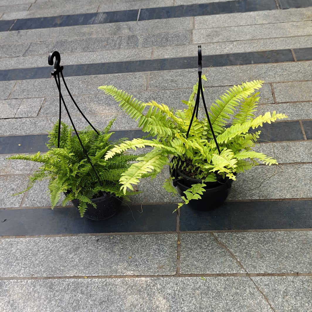 Set of 2 - Fern (Green & Golden) in 5 Inch Black Hanging Basket