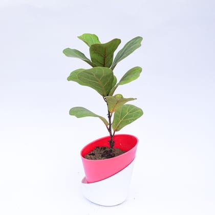 Buy Fiddle Leaf Fig / Ficus Lyrata in 4 Inch Daisy Pink Dublin Self Watering Pot Online | Urvann.com