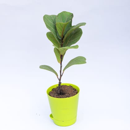 Buy Fiddle Leaf Fig / Ficus Lyrata in 4 Inch Green Florence Self Watering Pot Online | Urvann.com