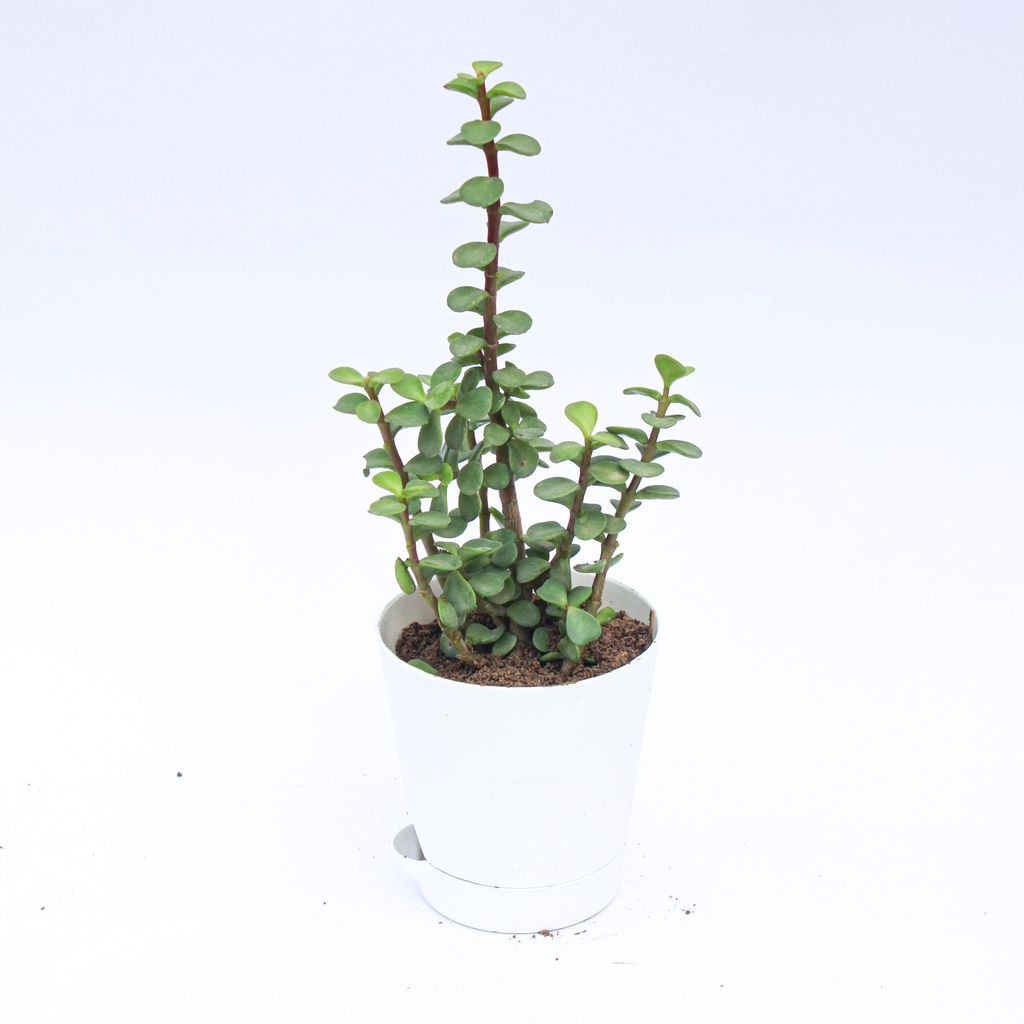 Jade in 4 Inch White Florence Self Watering Pot