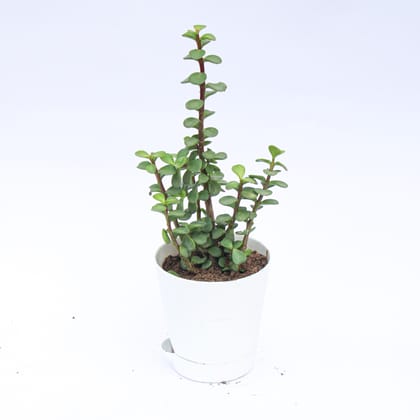 Buy Jade in 4 Inch White Florence Self Watering Pot Online | Urvann.com