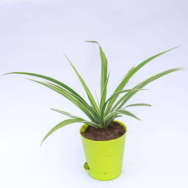 Spider in 4 Inch Green Florence Self Watering Pot