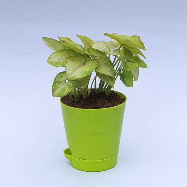 Syngonium Green in 4 Inch Green Florence Self Watering Pot
