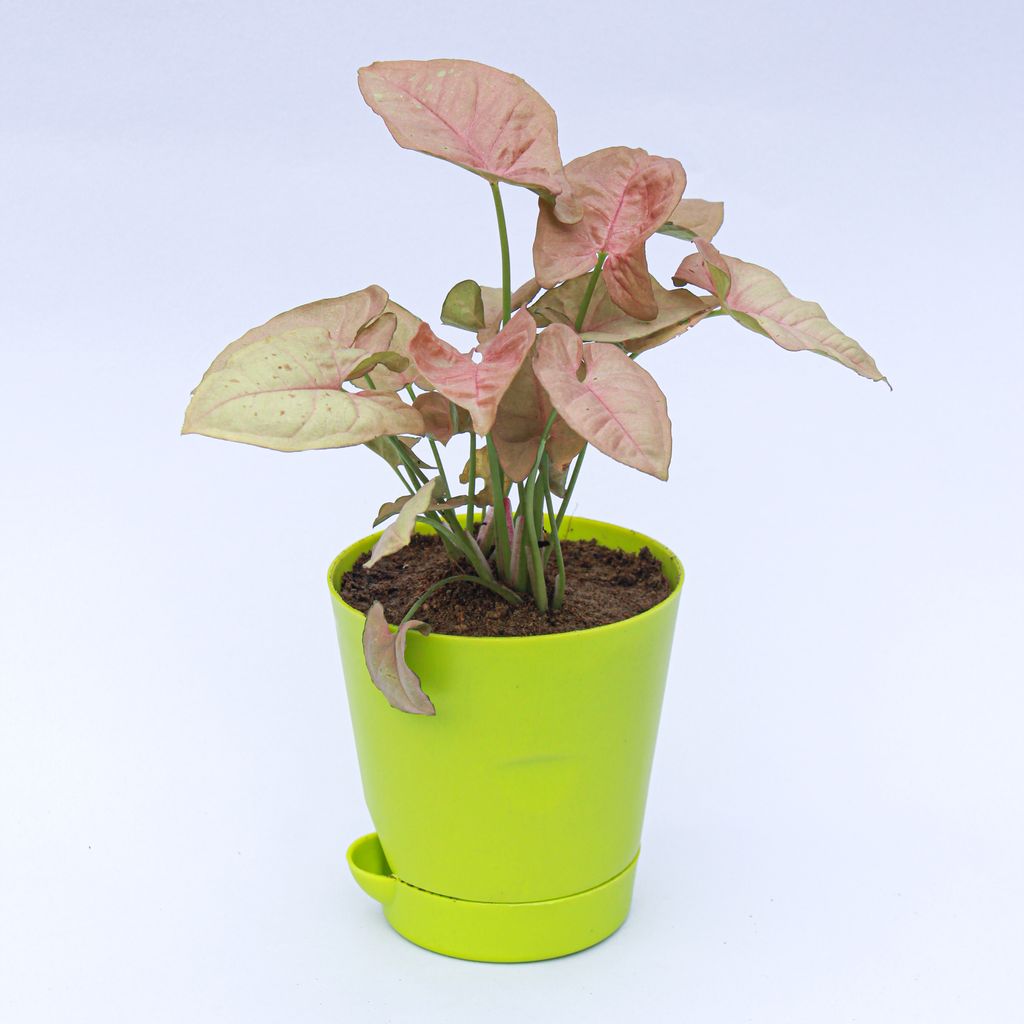 Syngonium Pink in 4 Inch Green Florence Self Watering Pot