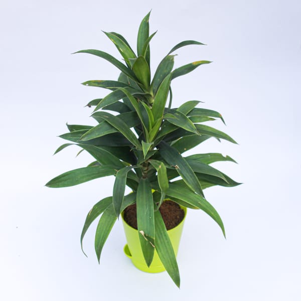 Song of India Green / Dracaena Messenger in 4 Inch Green Florence Self Watering Pot