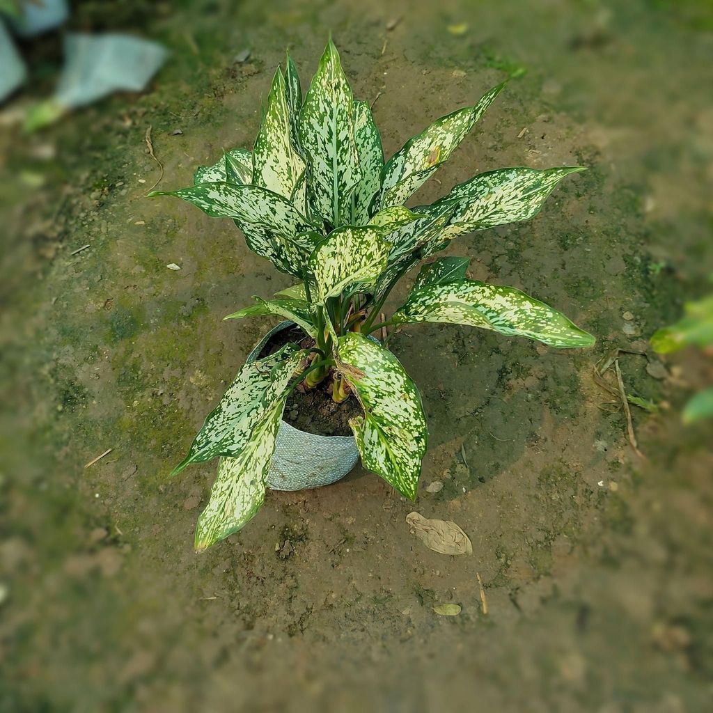 Buy Big aglaonema Snowhite in 6 inch Nursery Bag Online | Urvann.com Big aglaonema Snowhite in 6 inch Nursery Bag