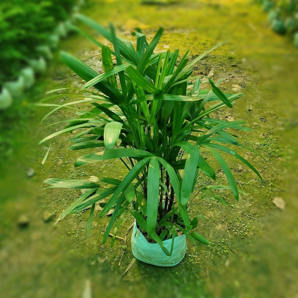Buy Rhaphis Palm in 10 inch Nursery Bag Online | Urvann.com Rhaphis Palm in 10 inch Nursery Bag