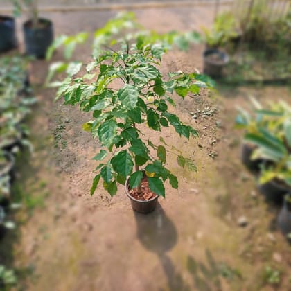 Buy Radermachera in 6 inch Nursery Pot Online | Urvann.com