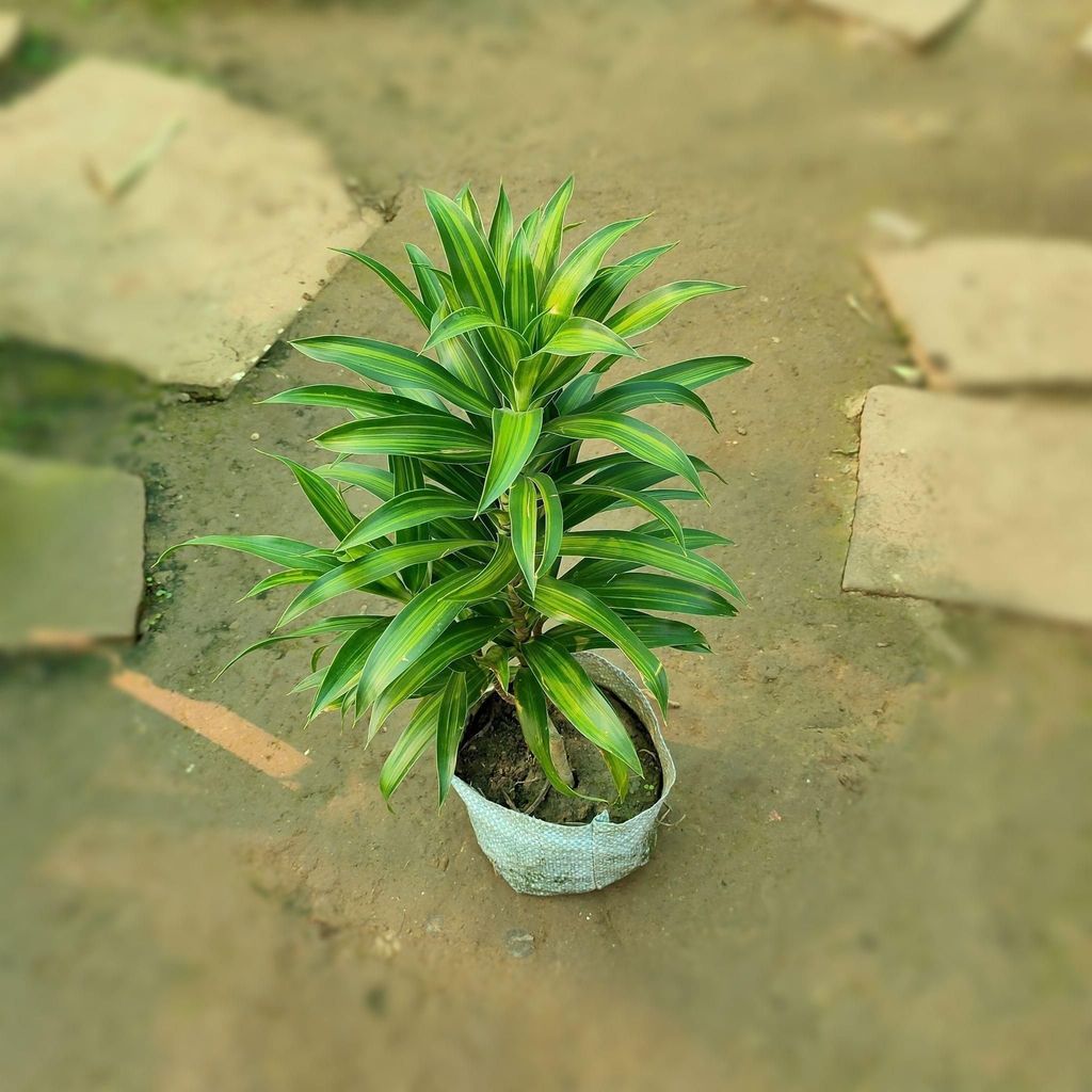 Buy Dracaena Messenger Green (Big) in 4 inch Nursery Bag Online | Urvann.com Dracaena Messenger Green (Big) in 4 inch Nursery Bag