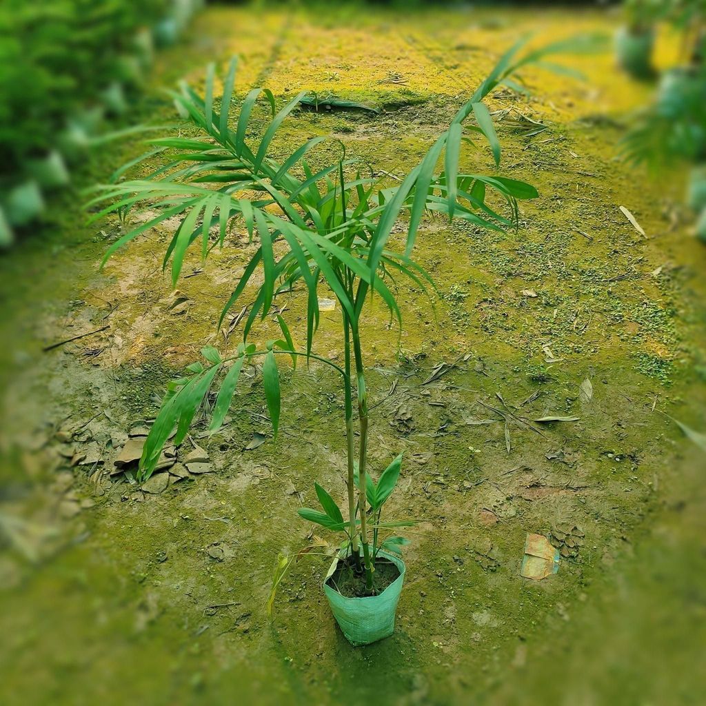 Cane Palm (~3 Ft) in 6 inch Nursery Bag