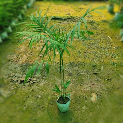 Buy Cane Palm (~3 Ft) in 6 inch Nursery Bag Online | Urvann.com
