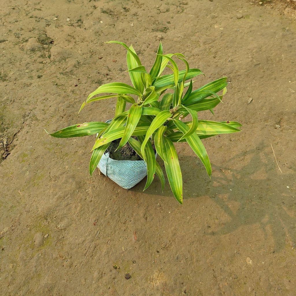 Buy Dracaena Green Messenger (Small) in 3 inch Nursery Bag Online | Urvann.com Dracaena Green Messenger (Small) in 3 inch Nursery Bag